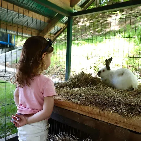 Forest Stream * Svalyava