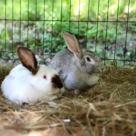 Forest Stream Vakantiepark